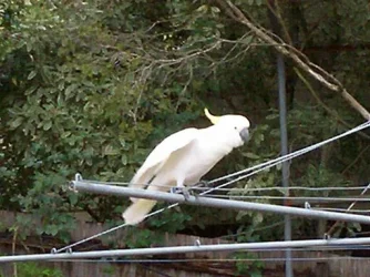cockatoo.webp
