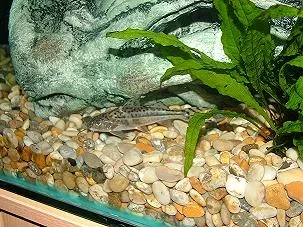 fish0206_058.webp