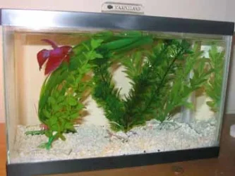 betta2.webp