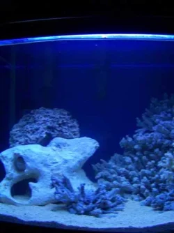 100_1271.webp