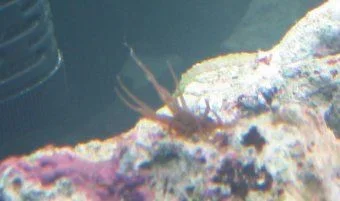 reef1c_200.webp