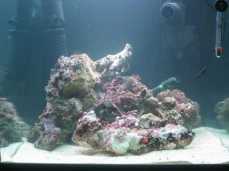 reef1_173.webp