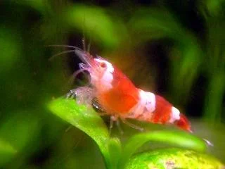 shrimplet2.webp