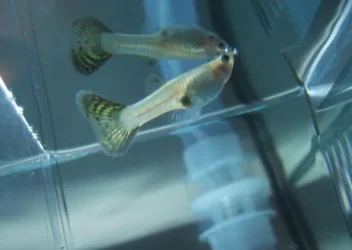 guppy1.webp