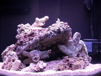 New_Nano_010.webp