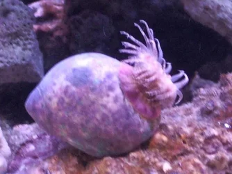New_Nano_006.webp