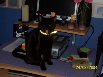 suki1.webp