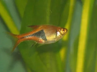 Rasbora.webp