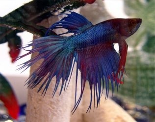 betta1.jpg betta1.jpg