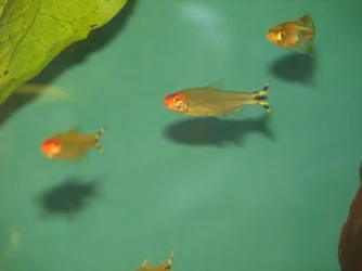 Rummy_Nose_Tetras.webp