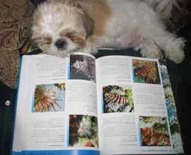 pinglionfish.webp