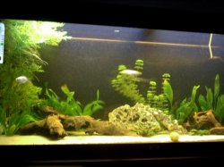 fish_tank_127.jpg