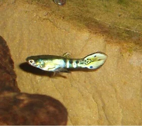 endler_tail2.webp