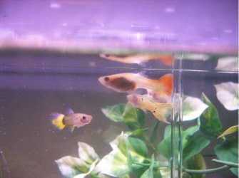 Fish_and_Bella_and_farrets_050.jpg