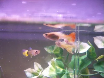 Fish_and_Bella_and_farrets_050.webp