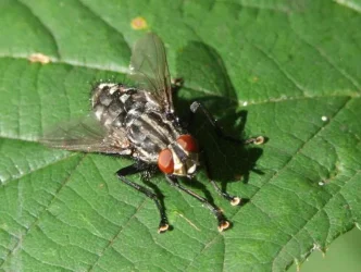 Fly_750.webp