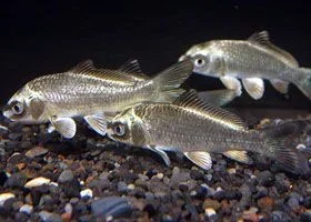 koi.webp koi.webp
