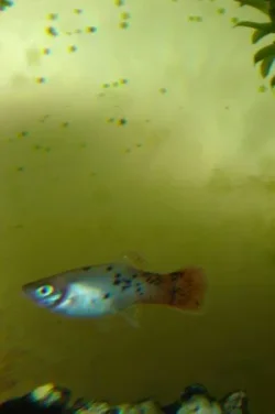 fishes.webp