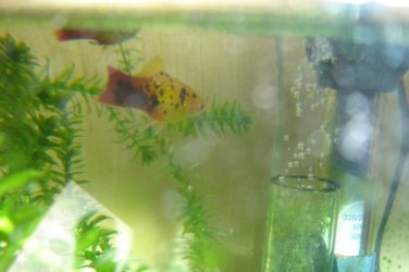platys.jpg