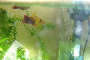 platys.webp