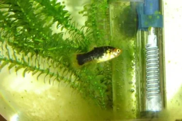 blackplatys.webp