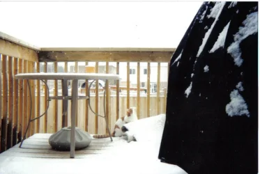 cream__sfirstsnow.webp