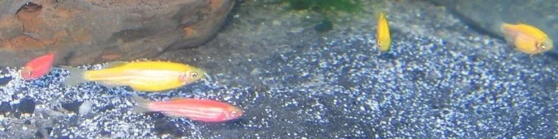 Glofish_Sm.webp