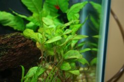 IMG_1235__Small_.JPG IMG_1235__Small_.JPG