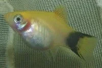 platy.yellow_battman.webp