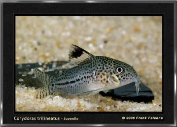 c_trilineatus_1a.webp