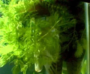 1_15_07_hornwort.webp