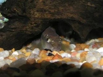 Fish.webp