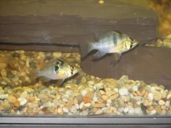 German_Ram_Pair.webp