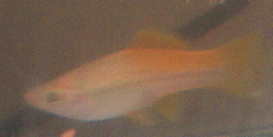 fish.gif fish.gif