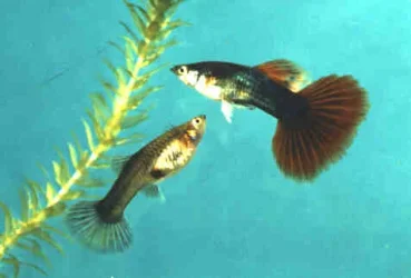 sbs_guppy.webp