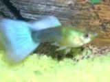 guppie_222222222.webp