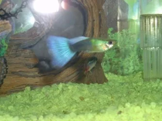 guppieeeeeeeeee.webp