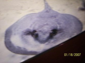 ray_update.JPG
