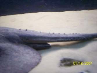 ray_update2.JPG