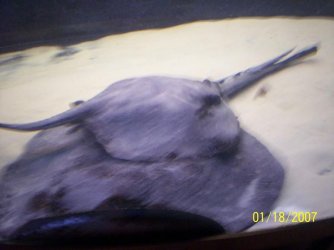 ray_update4.JPG