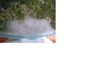 Bubble_nest.webp