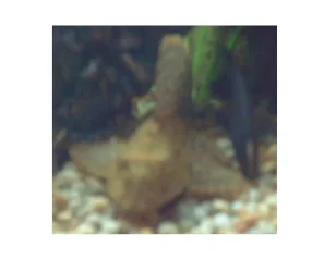 pleco_and_knife_fish.webp