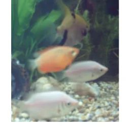Gourami.webp
