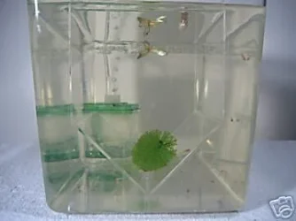 Breeder_tank1.webp