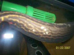 eel_prob.JPG