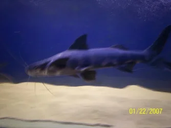 bc2.webp