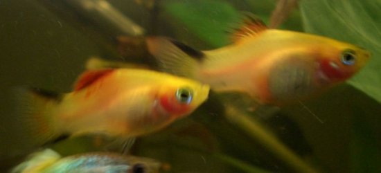 platies.jpg platies.jpg