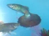 fish55555555.webp