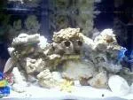 my_fish_tank.webp
