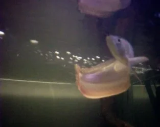 arowana_1.webp